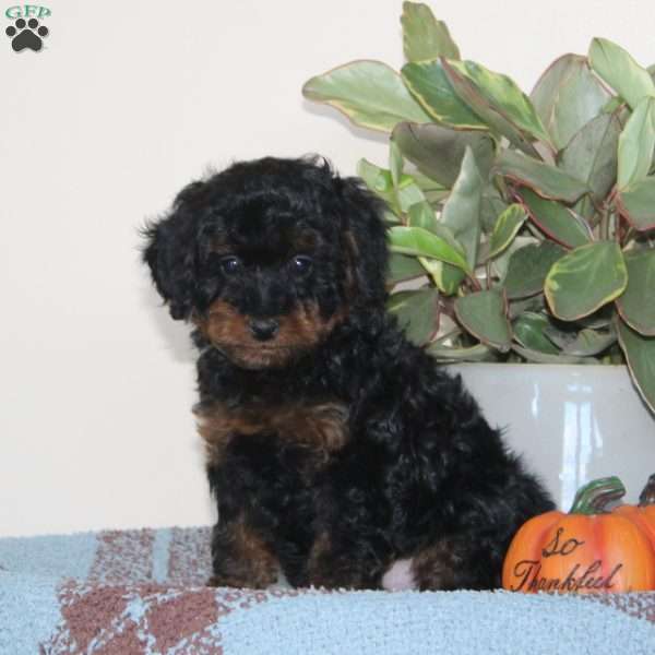 Guy, Cavapoo Puppy